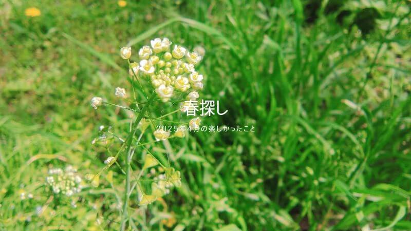 3歳・6歳の子供たちと楽しむ春探し