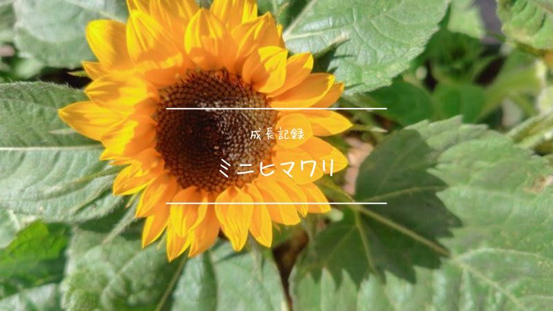 聖新陶芸ミニヒマワリ栽培キットの成長記録