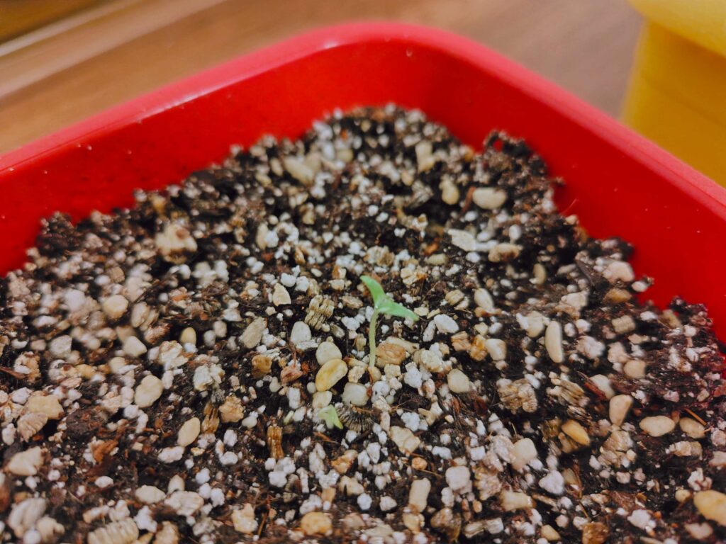 聖新陶芸ミニトマト栽培キットの成長記録:発芽