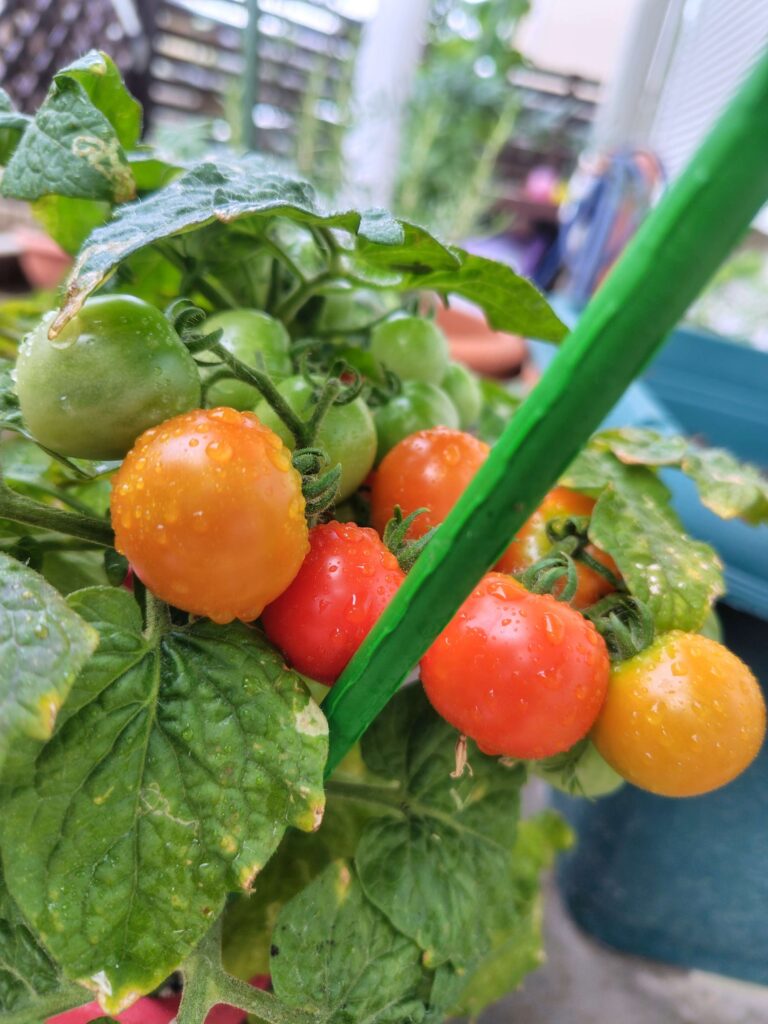 聖新陶芸ミニトマト栽培キットの成長記録:初収穫