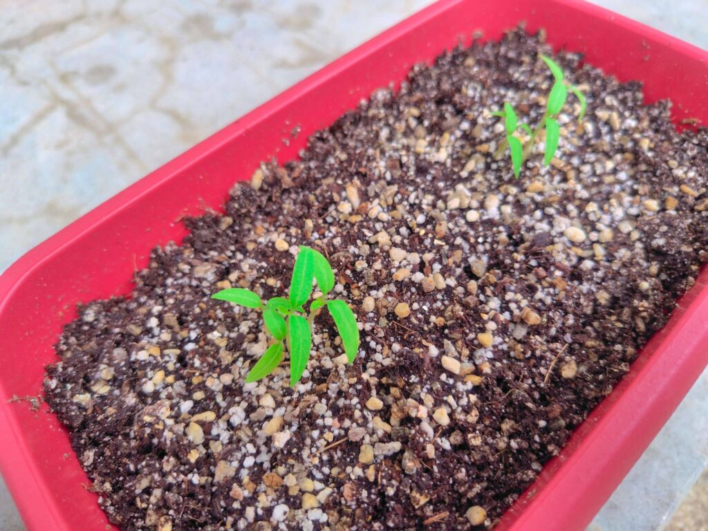 聖新陶芸ミニトマト栽培キットの成長記録:間引き