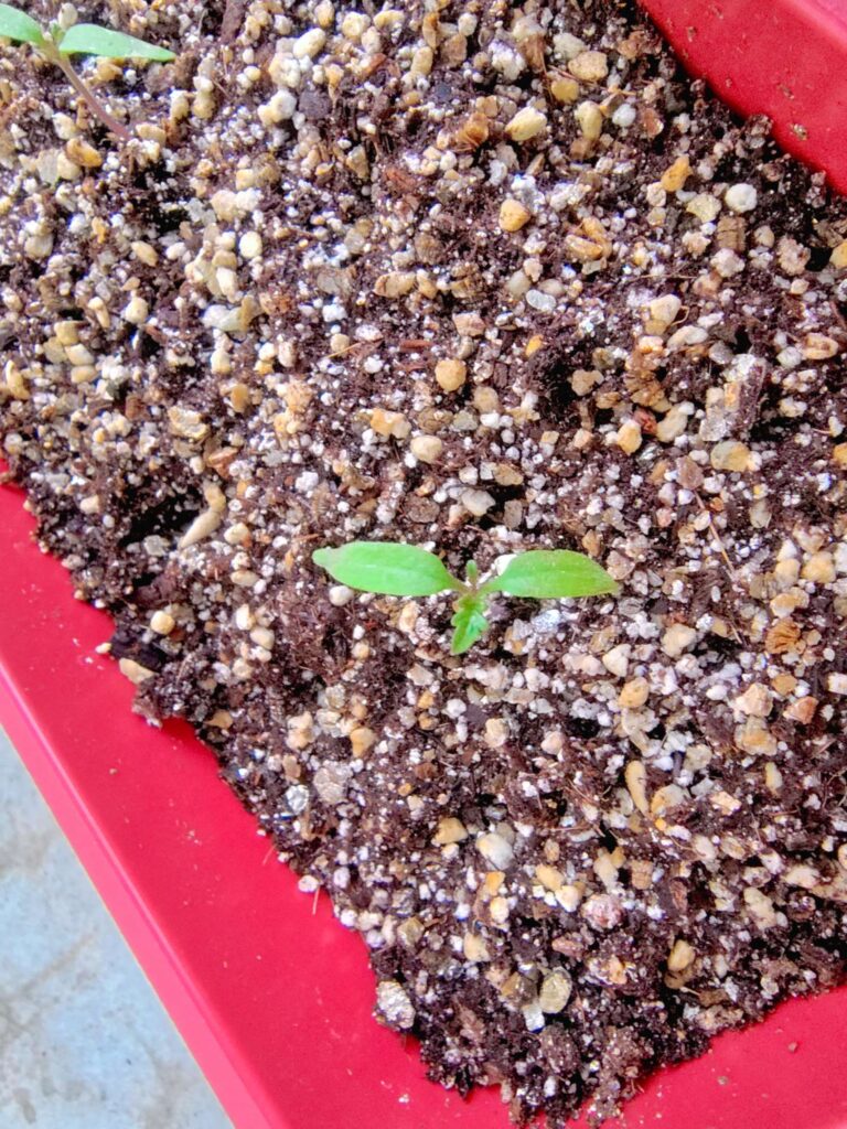 聖新陶芸ミニトマト栽培キットの成長記録:本葉