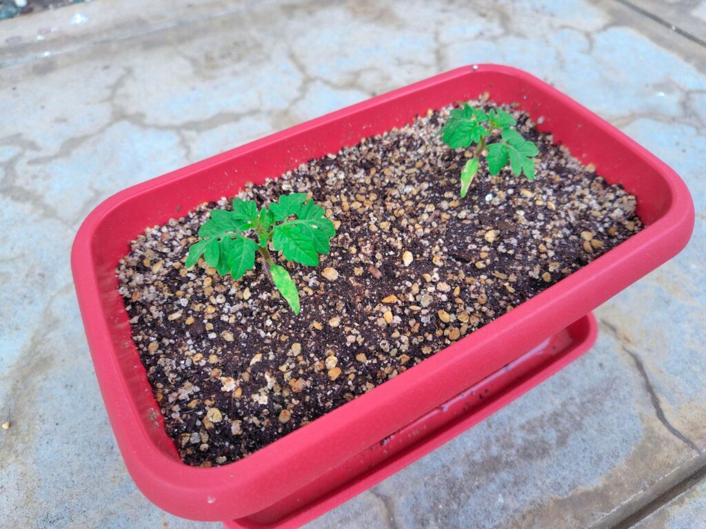 聖新陶芸ミニトマト栽培キットの成長記録:本葉の成長
