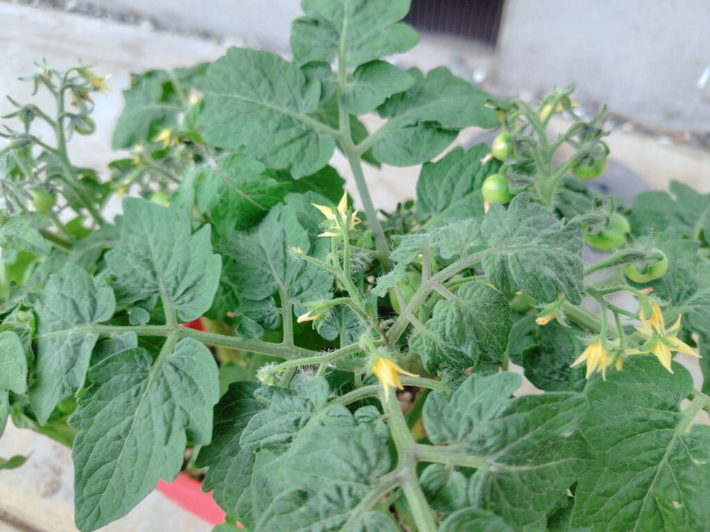 聖新陶芸ミニトマト栽培キットの成長記録:開花・結実