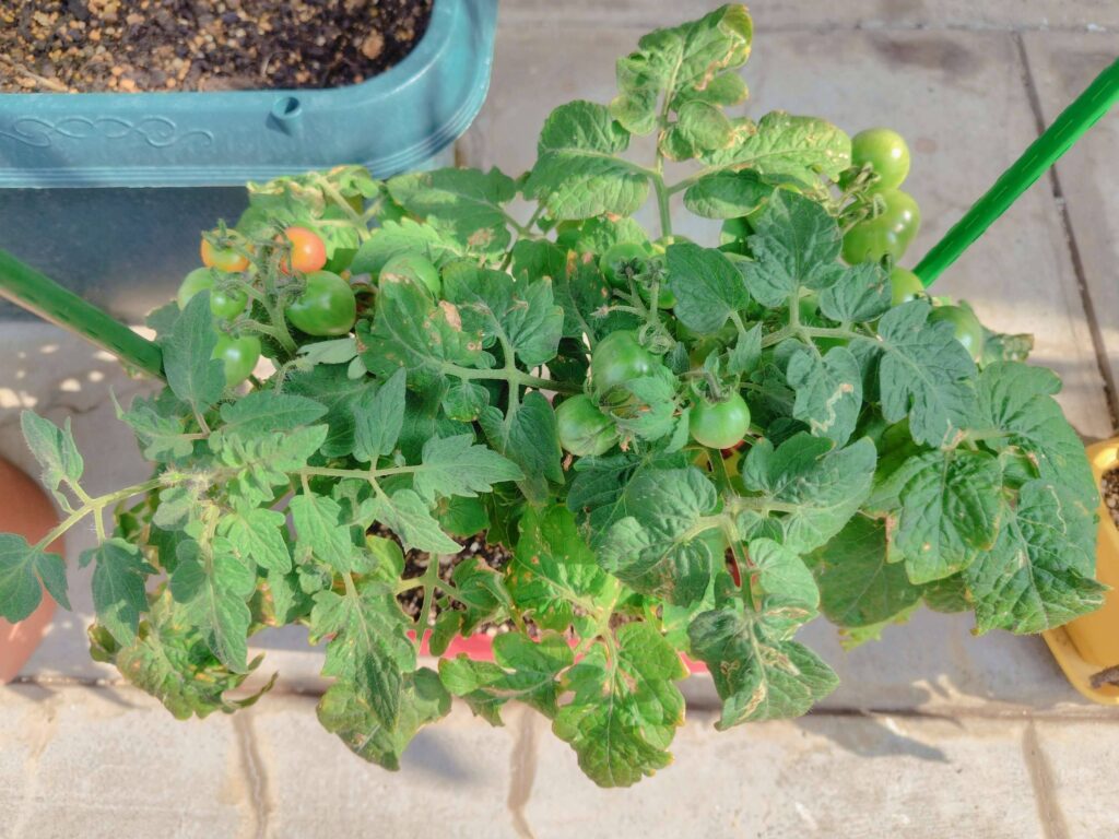 聖新陶芸ミニトマト栽培キットの成長記録:尻ぐされ病