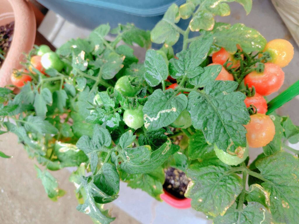 聖新陶芸ミニトマト栽培キットの成長記録:初収穫