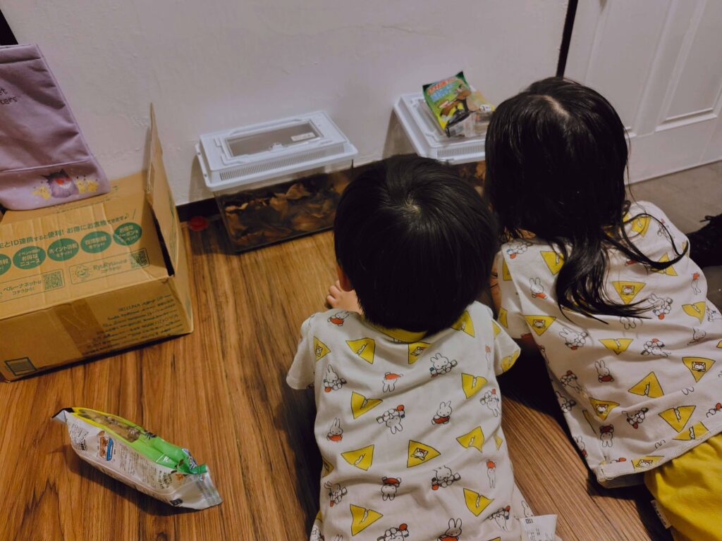カブトムシを飼育する小学生と保育園児の子供たち