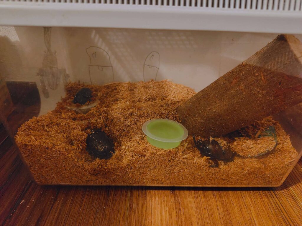 カブトムシの飼育に必要なもの