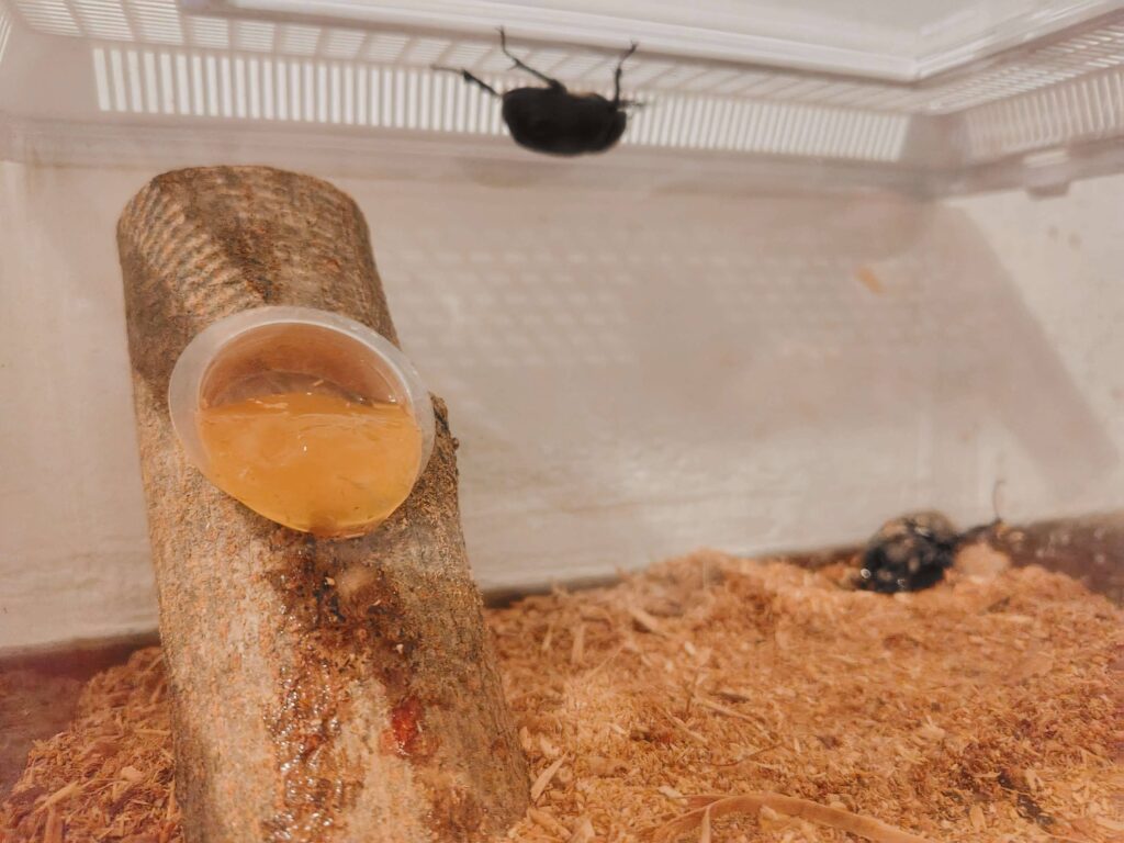 カブトムシの飼育に必要なもの