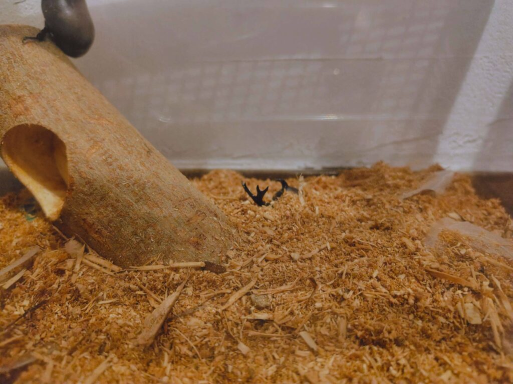 カブトムシを飼育する生活