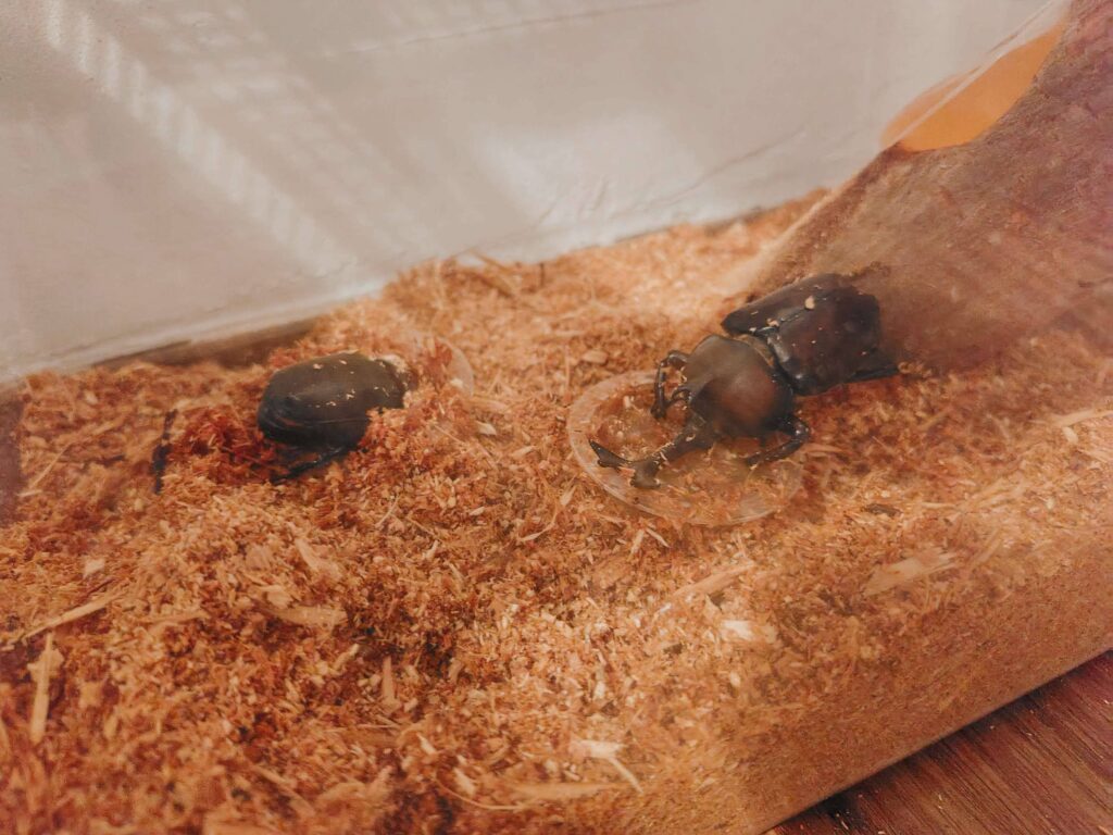 カブトムシを飼育する生活