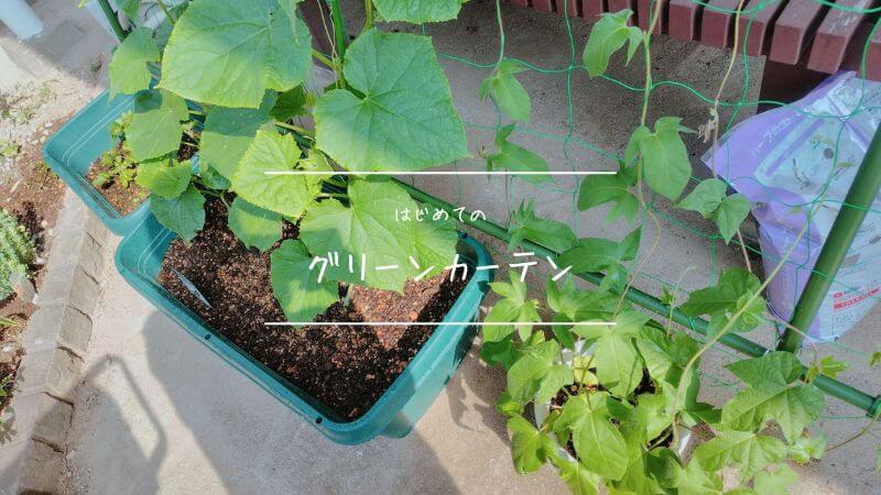 はじめてのグリーンカーテン作り