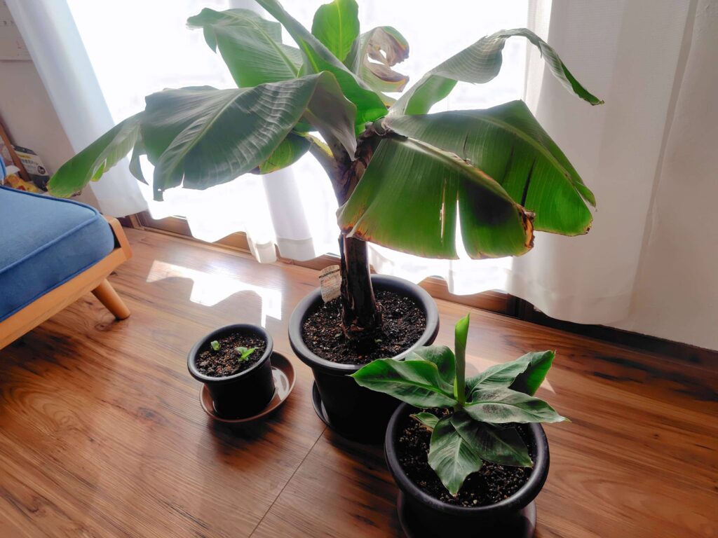 自宅で栽培しているドワーフモンキーバナナの木の冬越し