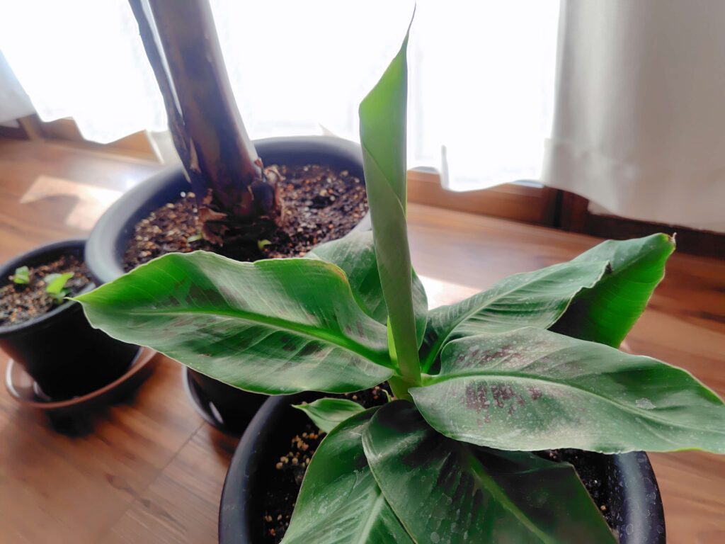 自宅で栽培しているドワーフモンキーバナナの木の冬越し