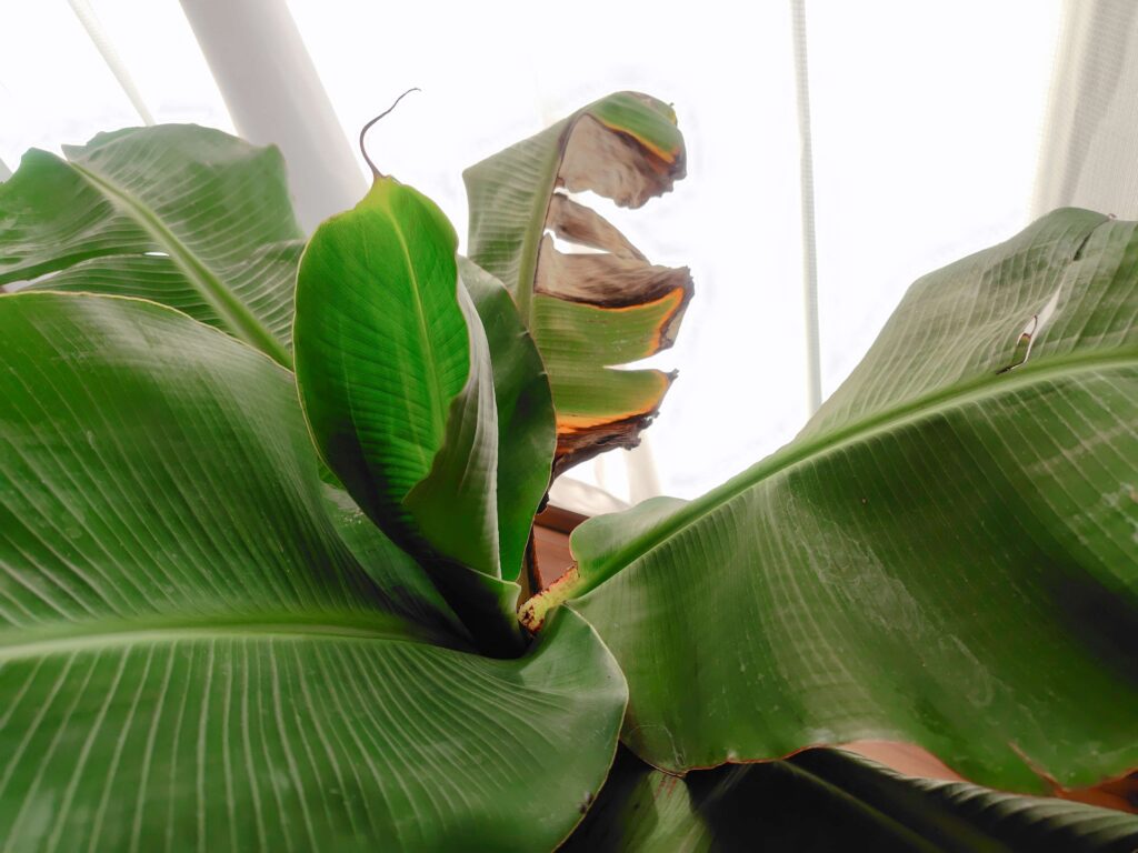 自宅で栽培しているドワーフモンキーバナナの木の冬越し