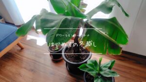 自宅で栽培しているドワーフモンキーバナナの冬越し