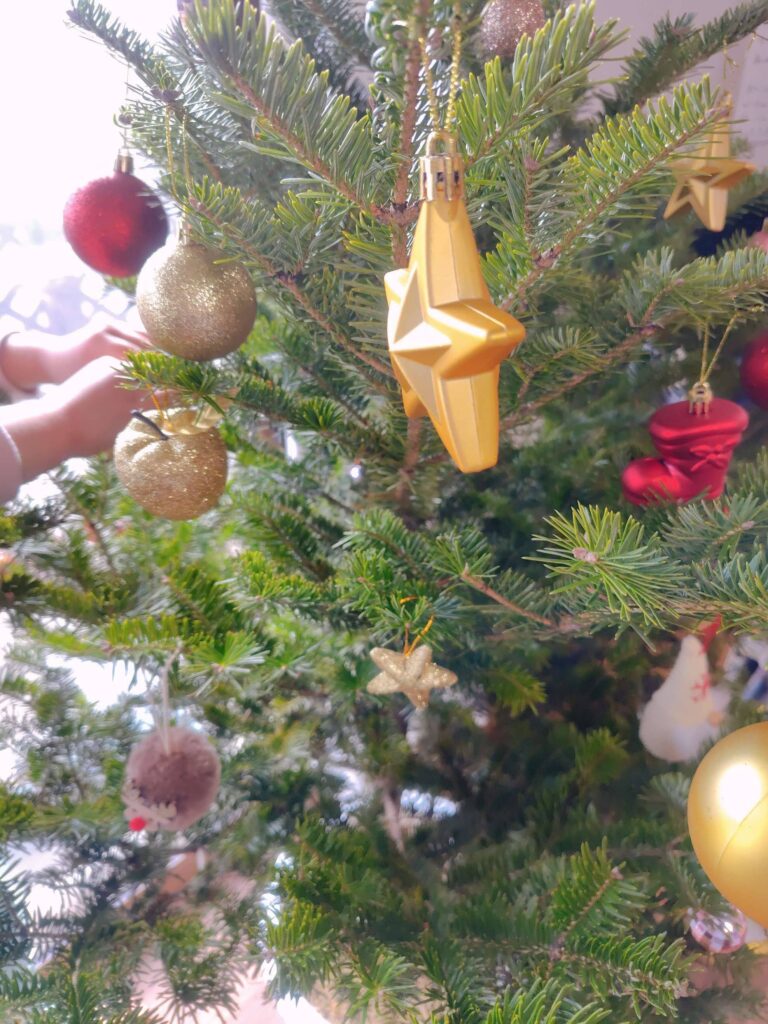 IKEA生モミの木2025が売り切れのため、モミの木の鉢植えを栽培することに