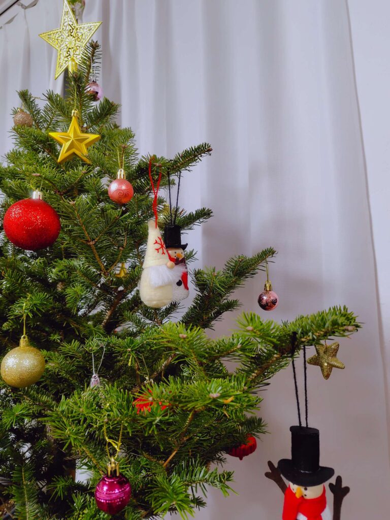 IKEA生モミの木2025が売り切れのため、モミの木の鉢植えを栽培することに