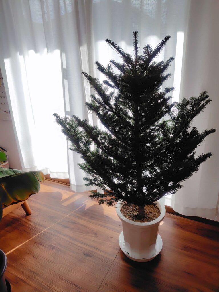 IKEA生モミの木2025が売り切れのため、モミの木の鉢植えを栽培することに