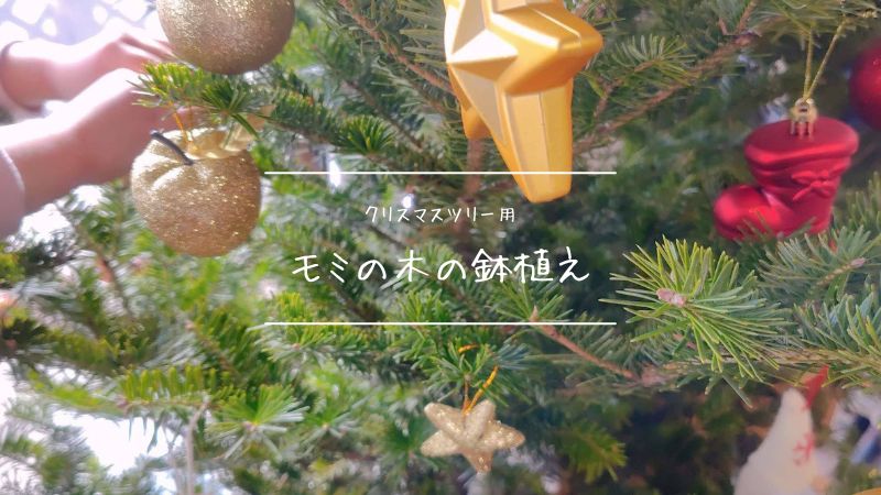 IKEA生モミの木2025が売り切れのため、モミの木の鉢植えを栽培することに