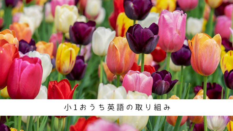 小学１年生女子のおうち英語の取り組み記録、DWEなど