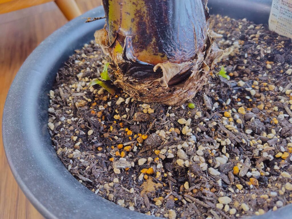 ドワーフモンキーバナナ冬越し中は親株の子株は成長せず