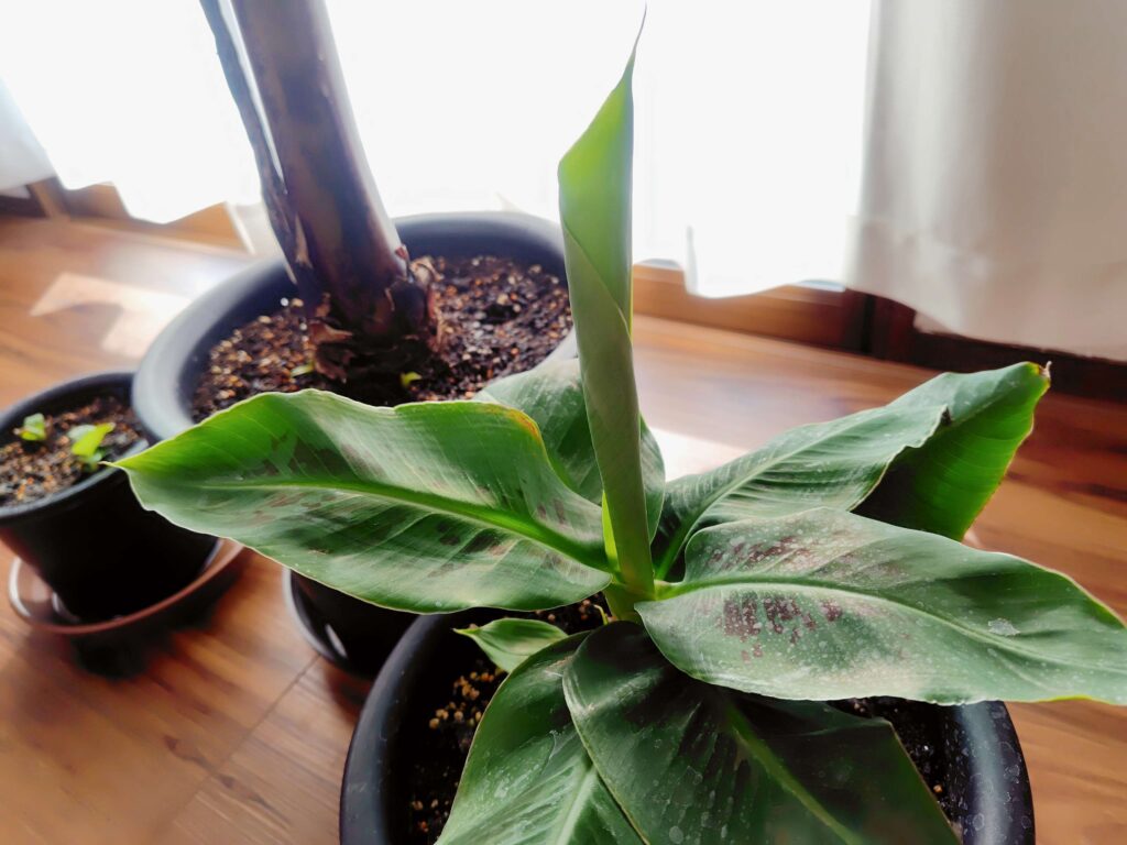 ドワーフモンキーバナナ冬越し中も子株は順調に成長