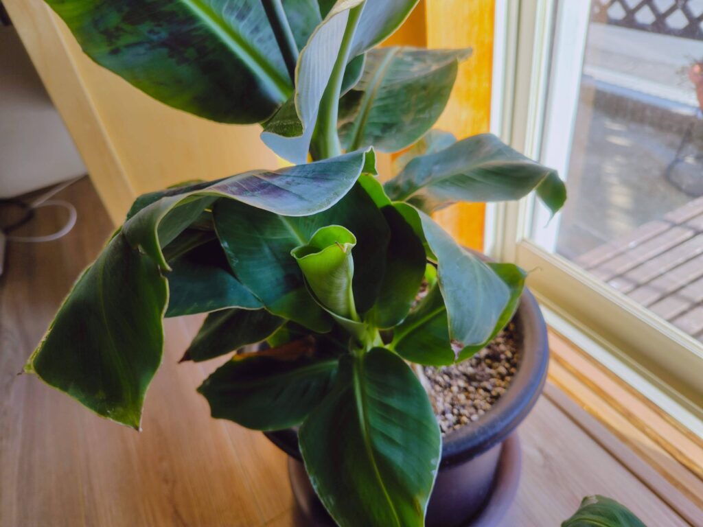 ドワーフモンキーバナナ冬越し中の様子