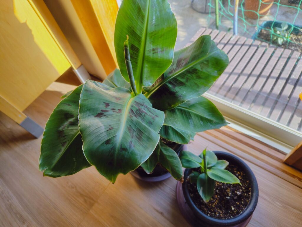 ドワーフモンキーバナナ冬越し中も、子株の子株は順調に成長