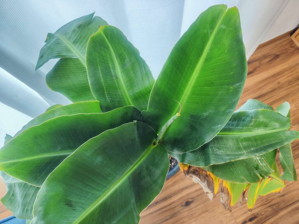 ドワーフモンキーバナナ冬越し中の様子