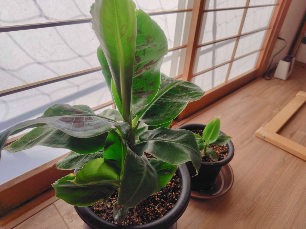 ドワーフモンキーバナナ冬越し中の様子