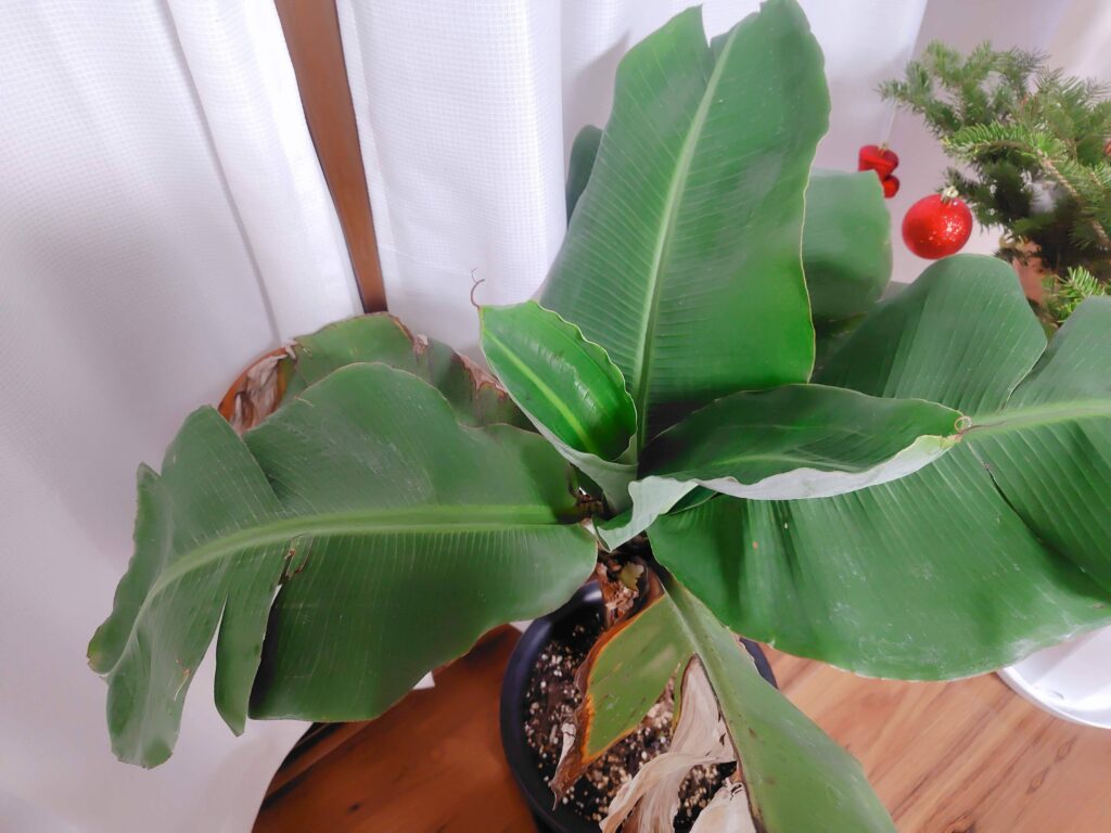 ドワーフモンキーバナナ冬越し中に葉巻が小さくなった