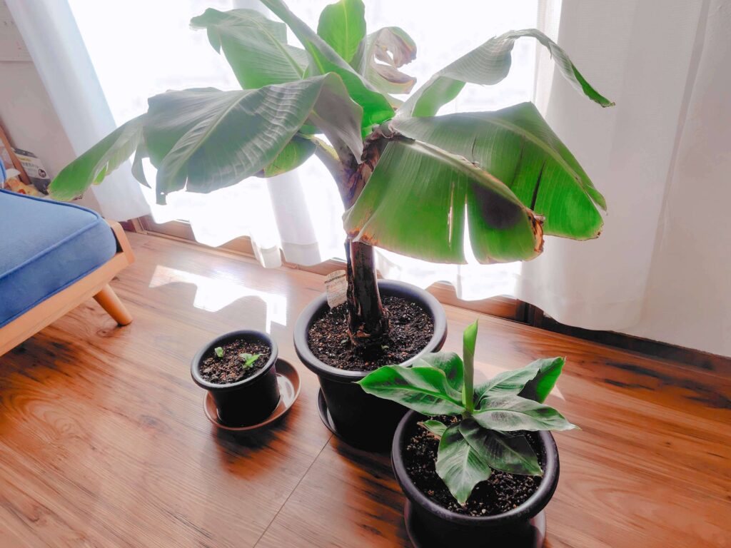 ドワーフモンキーバナナ冬越し中の様子、まとめ