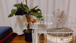 ドワーフモンキーバナナ冬越し中の様子、まとめ