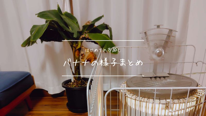 ドワーフモンキーバナナ冬越し中の様子、まとめ