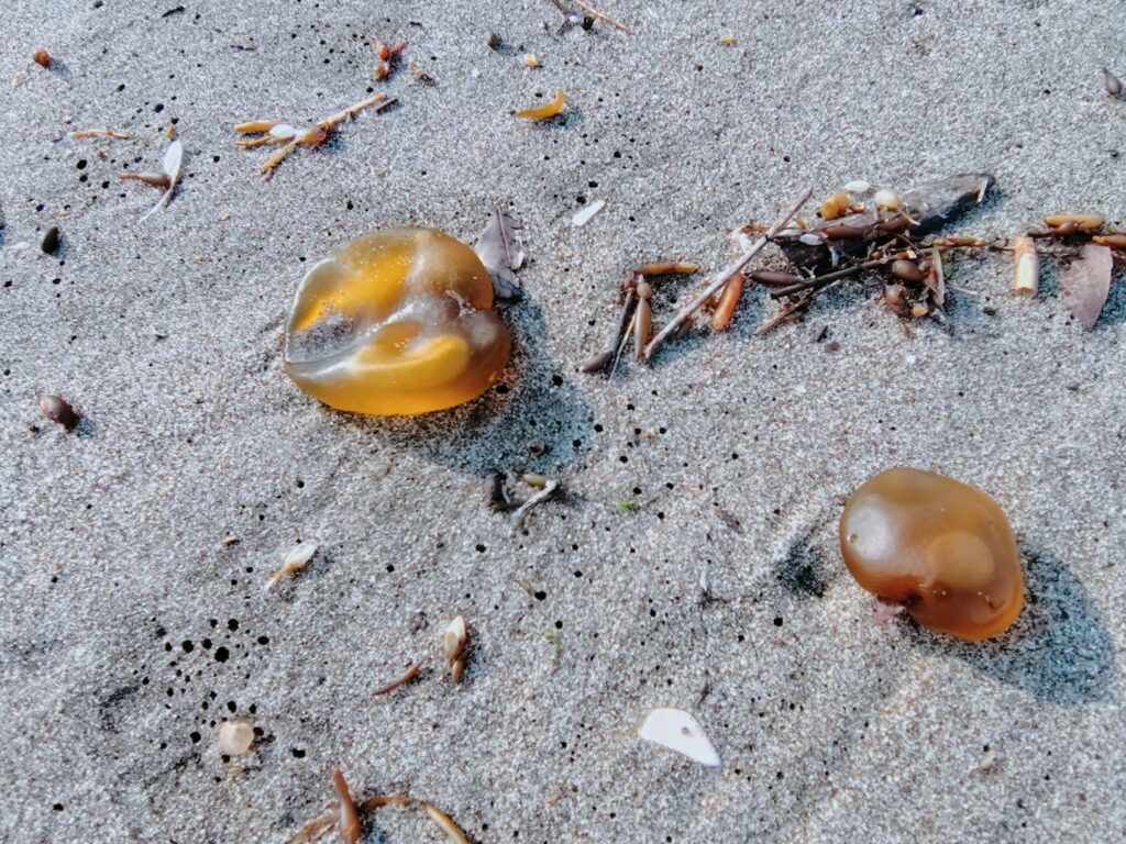 内浦海水浴で見つけたフクロノリ？