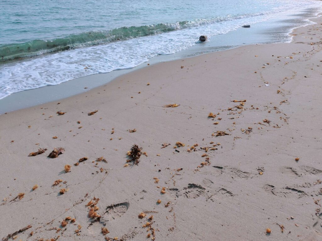 春の内浦海水浴場には漂着物がたくさん