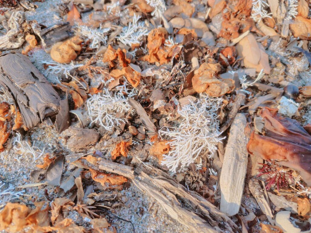 内浦海水浴で見つけた謎のサンゴモ？