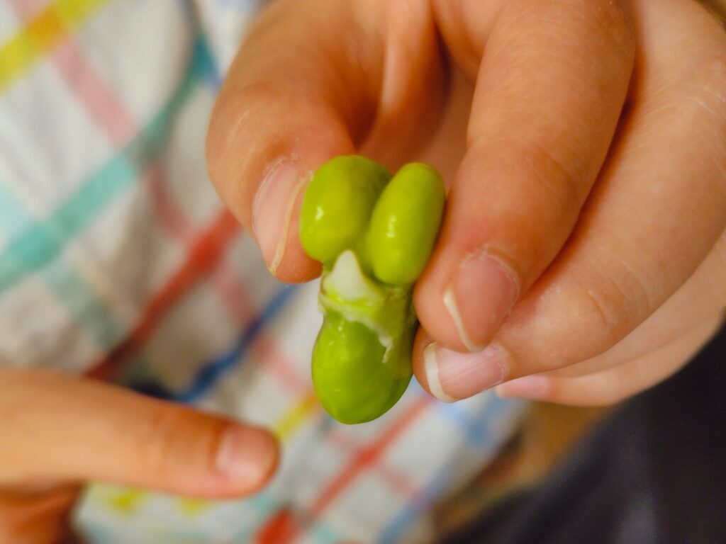 初夏の食育、そら豆のさやむき体験から得た学び