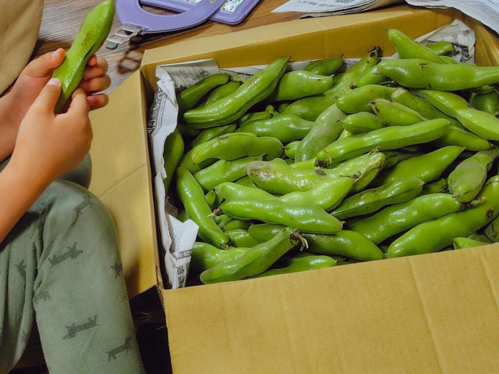 初夏の食育、そら豆のさやむき体験