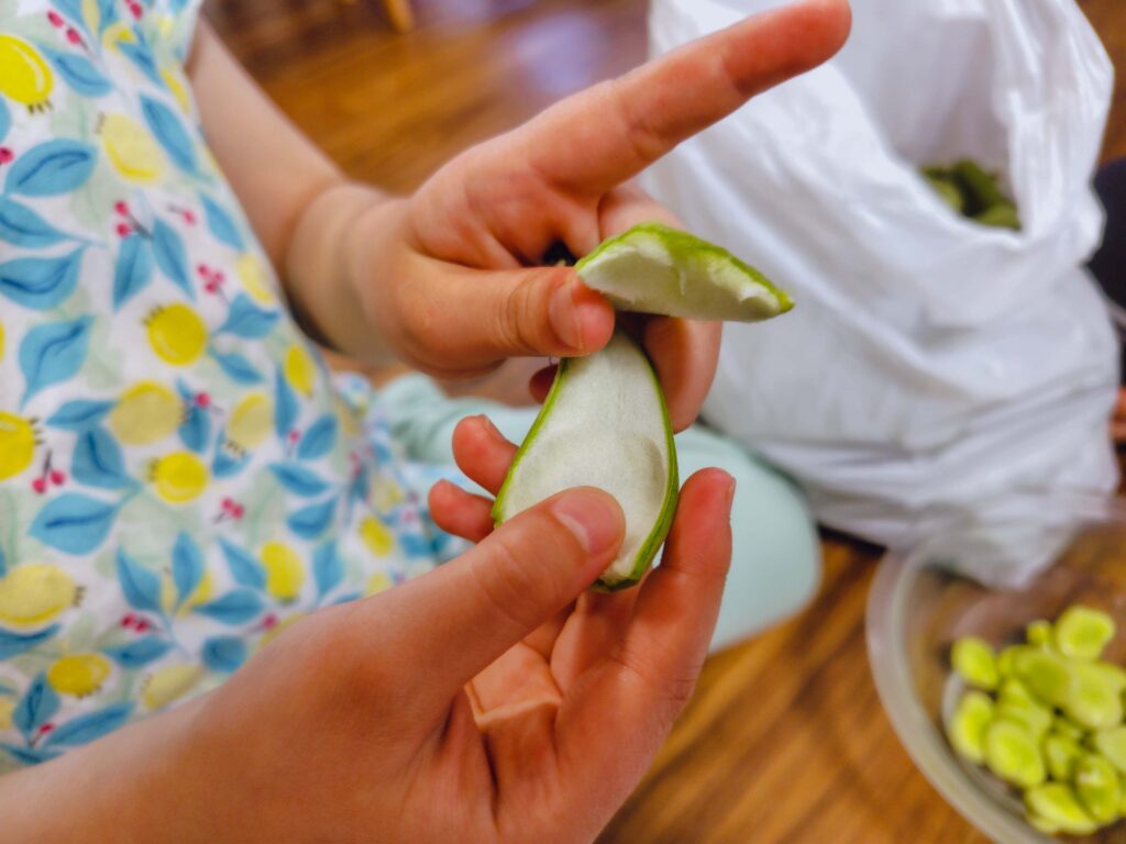 初夏の食育、そら豆のさやむき体験から得た学び