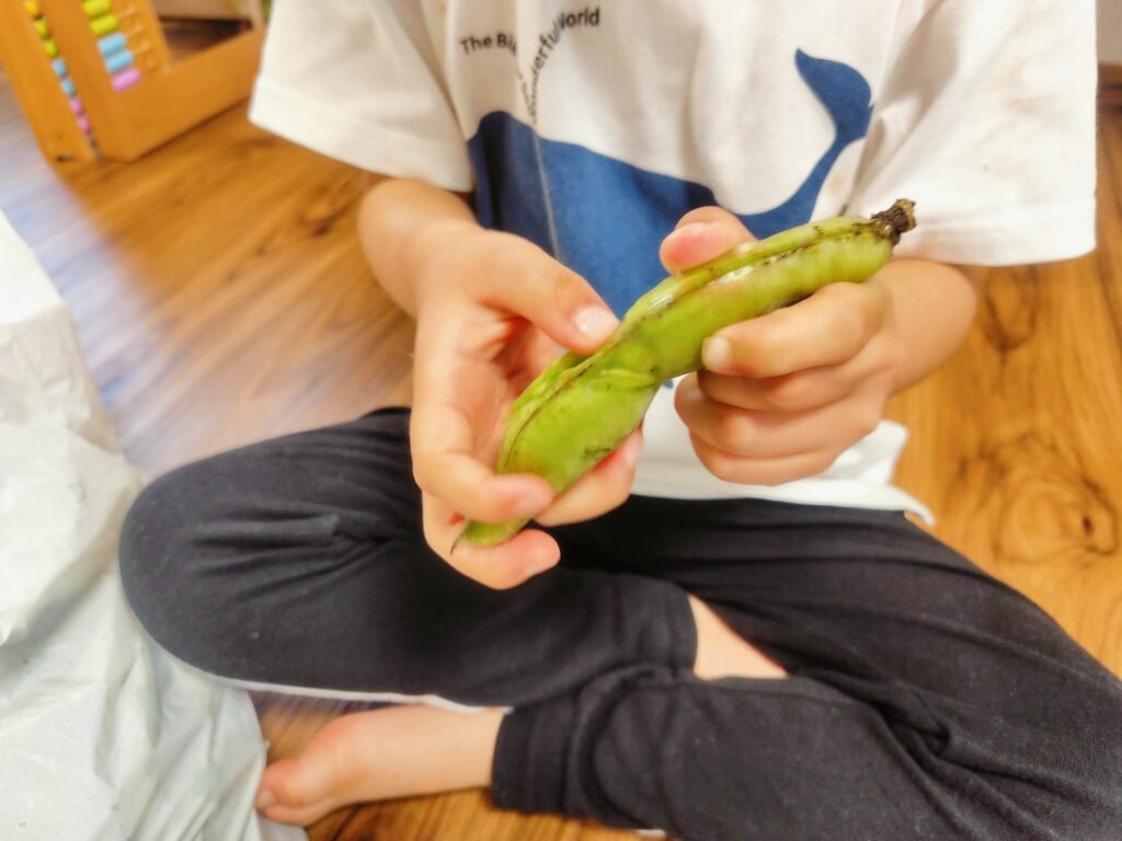 初夏の食育、そら豆のさやむき体験