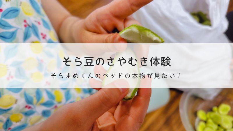 初夏の食育、そら豆のさやむき体験