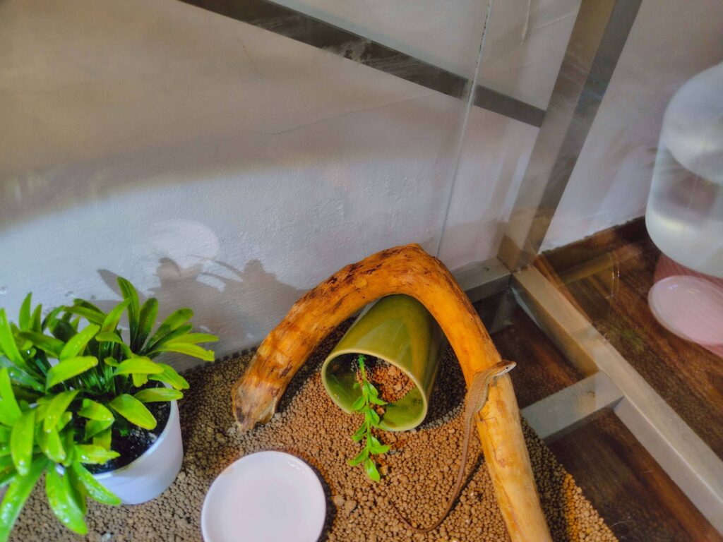 小学生がカナヘビをリビングで飼う環境を整える方法