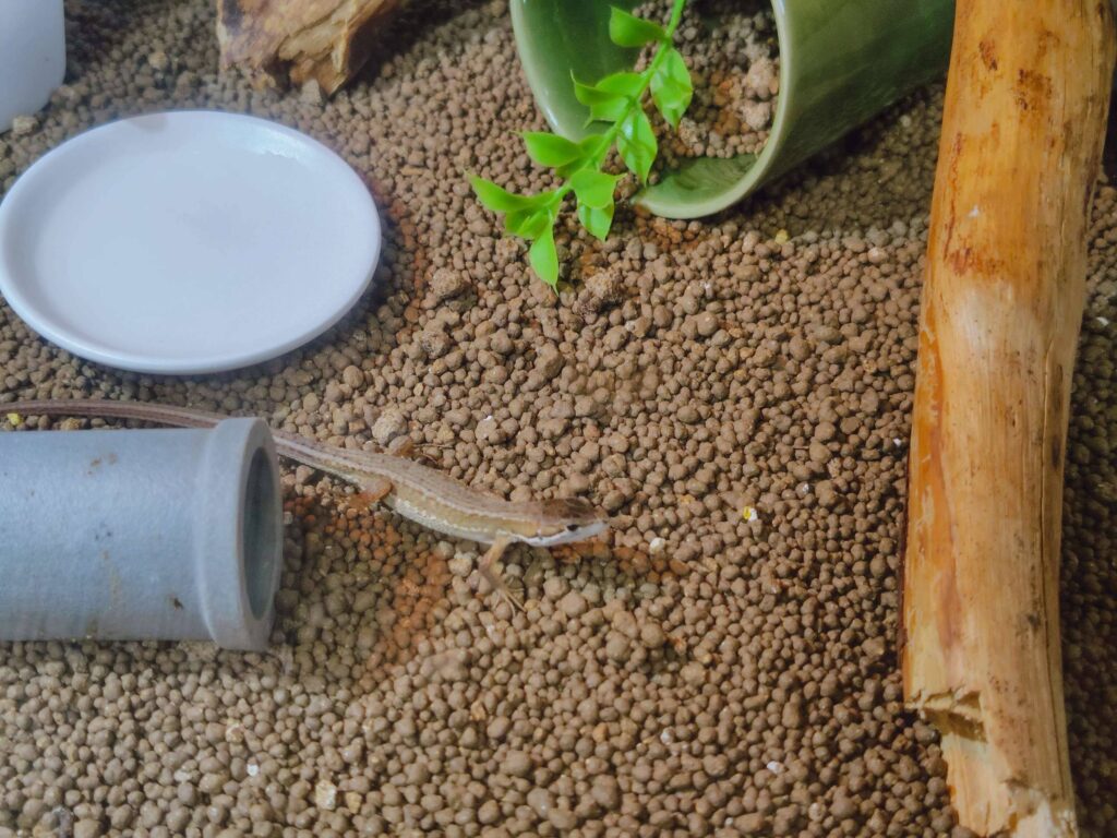 小学生がカナヘビをリビングで飼う環境を整える方法