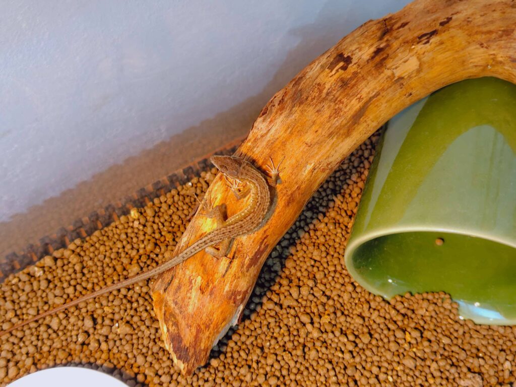 小学生がカナヘビをリビングで飼う環境を整える方法
