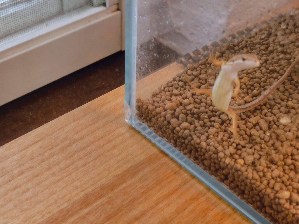 小学生がカナヘビをリビングで飼う環境を整える方法