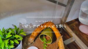 カナヘビをリビングで飼う環境を整える方法