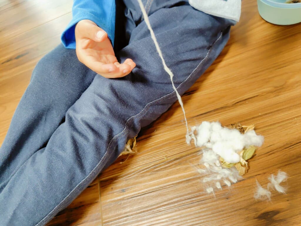 綿花の実がはじけたコットンボールから種をはずして、糸をつむぐ様子