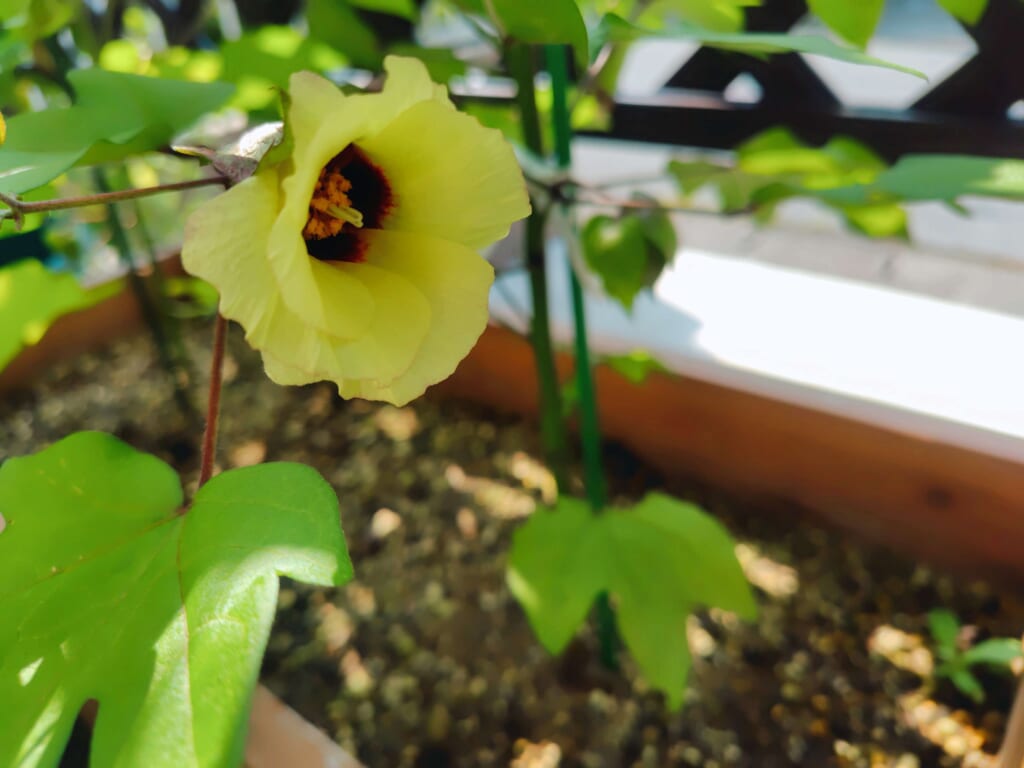 綿花の花